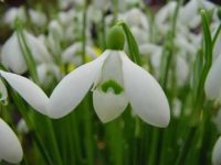 Galanthus S. Arnott